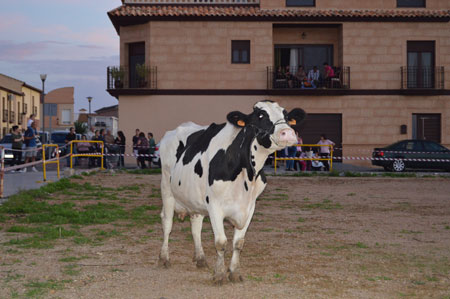 vaca2