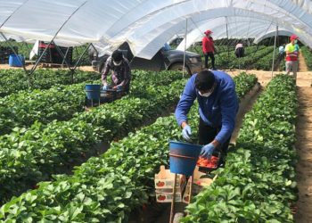 Medidas de seguridad frente al Covid 19 para las campañas de recolección