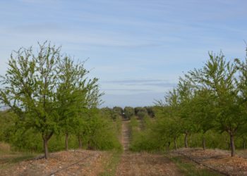 Asaja pide a los ayuntamientos la rebaja del IBI de rústica