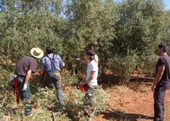 Abierta la inscripción para los cursos gratuitos de poda de olivo