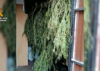 La Guardia Civil desmantela dos plantaciones de marihuana en Cañada del Rabadán y detiene a dos personas