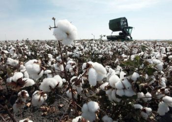 La Junta anuncia el pago de 50 millones en ayudas especiales al algodón