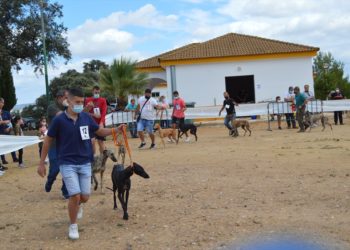 El I Concurso Morfológico de Galgos reúne a participantes de Andalucía y Extremadura