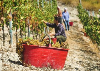 Jóvenes agricultores