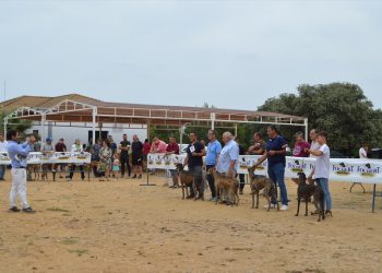 II Concurso de Galgo Español