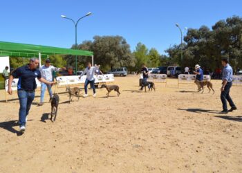 Evento canino